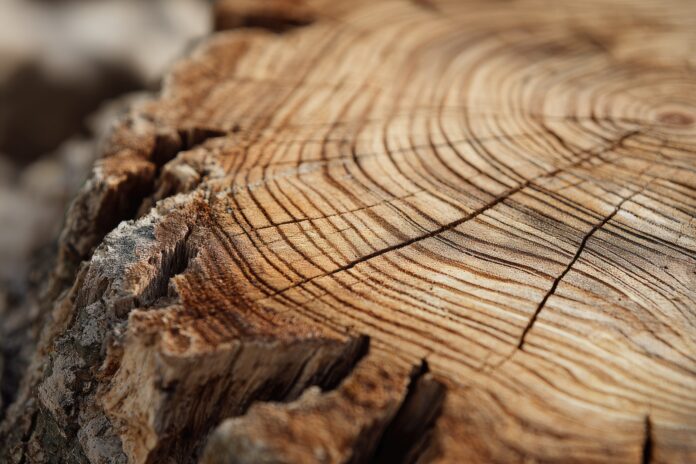 Close-up of tree rings showing distinct patterns of wide and narrow growth bands, representing periods of water abundance and drought.