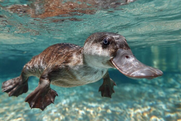 A modern platypus swimming in clear water, showcasing its duck-bill and webbed feet.