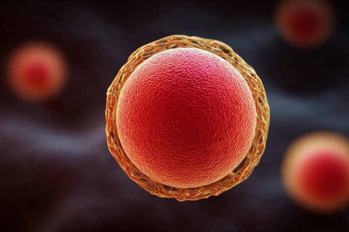 A digitally rendered close-up of the round, red Deinococcus radiodurans bacterium with a textured cell wall.