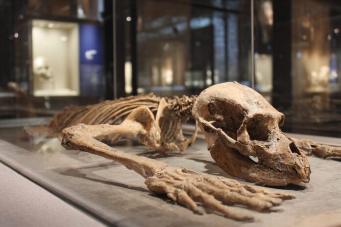 Fragmentary skeleton of Bolg amondol in a museum display case