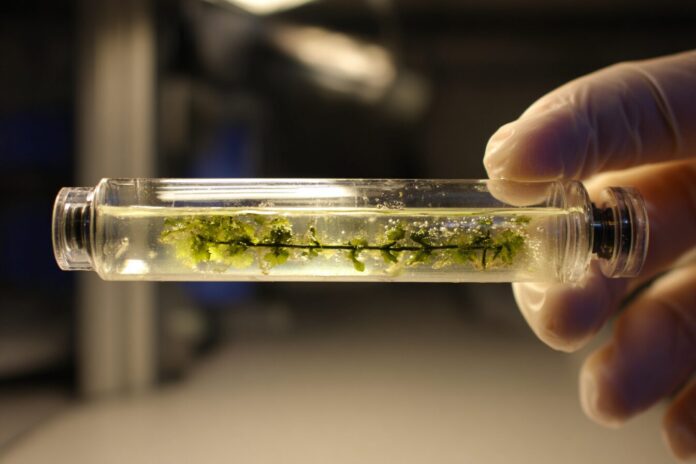 This Wild Bioplastic Made of Algae Just Aced a Mars Pressure Test. Can Astronauts Use It to Build on the Red Planet?