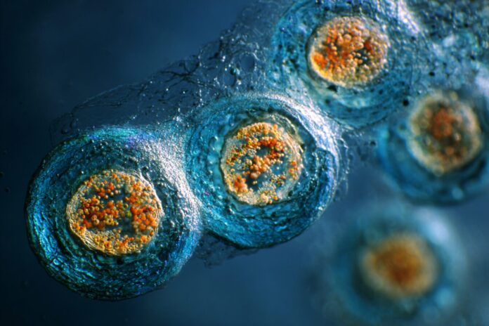 Microscopic view of human embryos during IVF mitochondria replacement.