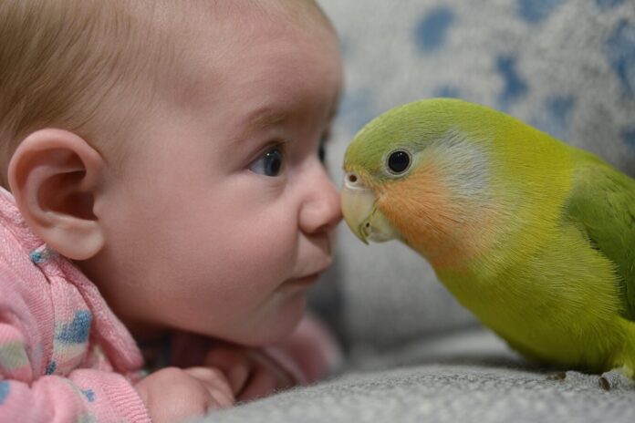 Readers Wonder About Quantum Biology, Babies’ Memories and Parrot Speech