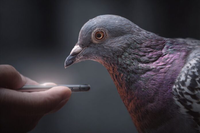 A close-up of a pigeon interacting with a touch screen, symbolizing animal learning and AI development.