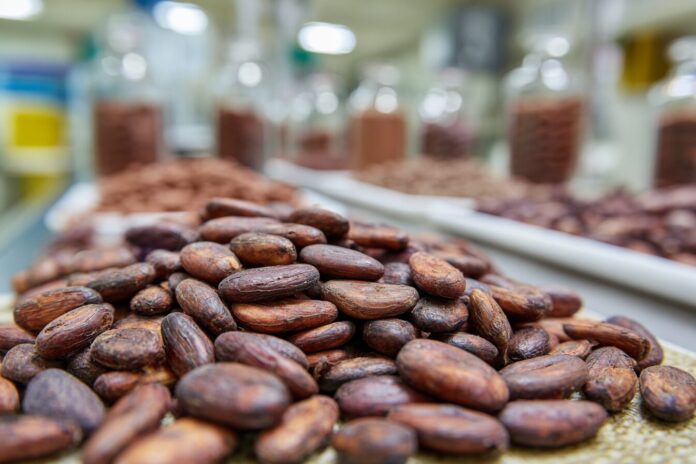 Cocoa beans arranged on a laboratory table for fermentation research