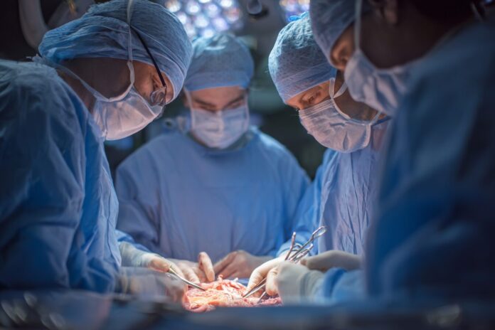 Surgeons in the operating room prepare a pig lung for transplantation.