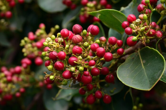 Close-up of Trema micrantha berries and flower clusters.
