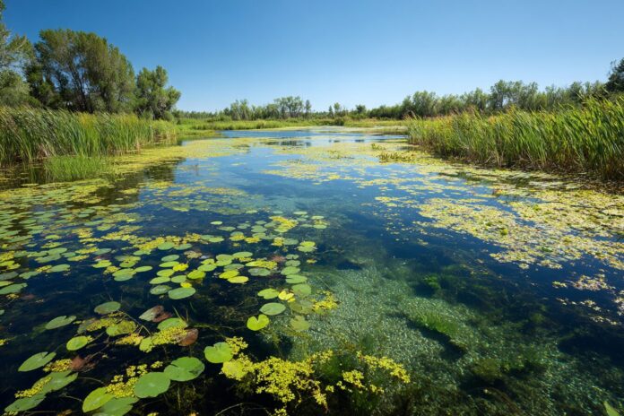 Thriving wetland ecosystem under clear sky, representing natural capital