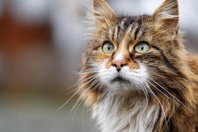 Senior cat with thoughtful expression against blurred background