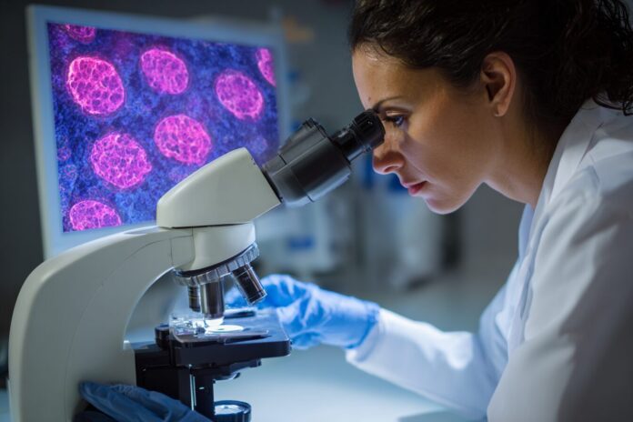 Scientist examining transplanted pancreatic cells under a microscope.