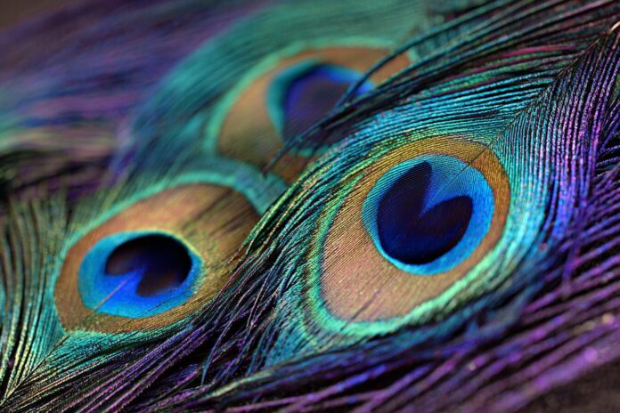 Close-up of a peacock feather's eyespot illuminated, showing iridescent colors and fine microstructure.