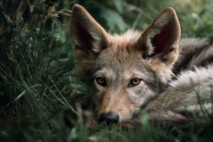 A young, gene-edited canid resembling a wolf resting in grass.