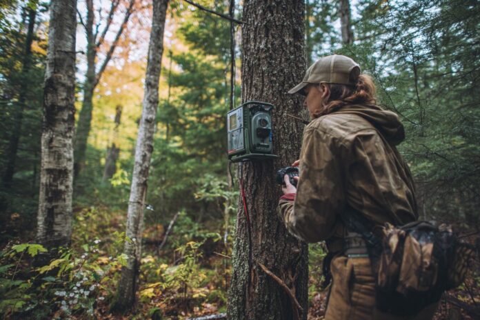 A volunteer checks a wildlife trail camera in a Wisconsin forest, surrounded by natural habitat.
